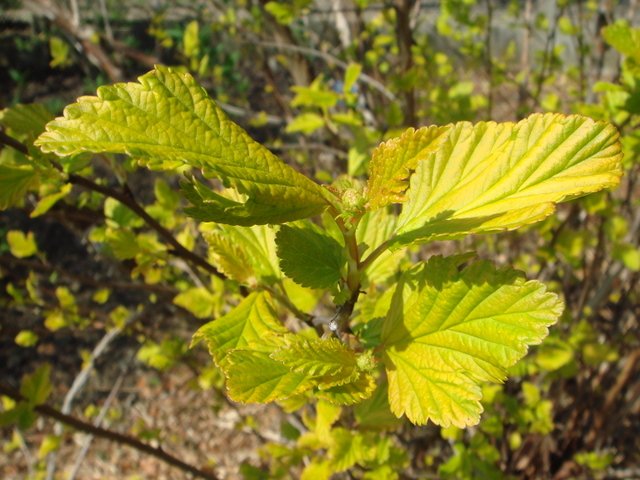 Physocarpus opulifolius 'Luteus' jeune feuille P1D